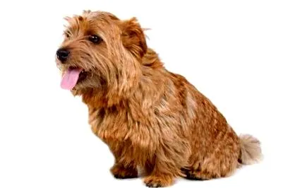 terrier
