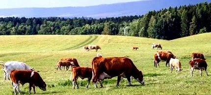 beef
