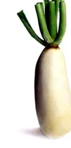 ряпа