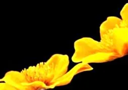 celandine