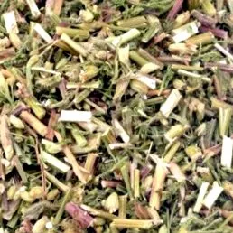 ACHILLEA MILLEFOLIA virágzó