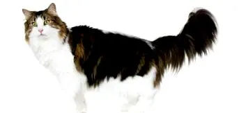 norvég