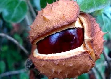 kertész