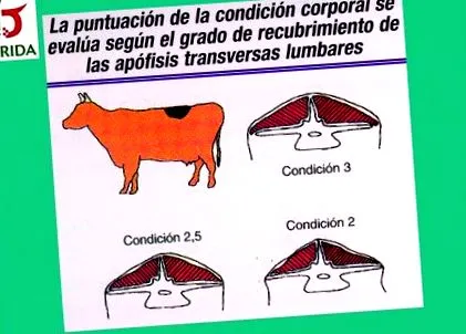 agroganadero