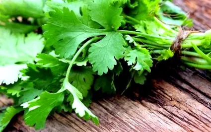 cilantro