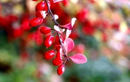 berberine