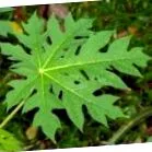 fructe papaya