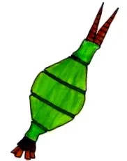 panta