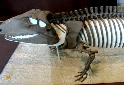 pelycosaurus