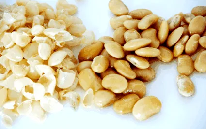 taitei