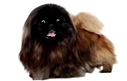 pekingi