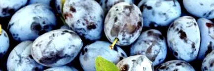 prune