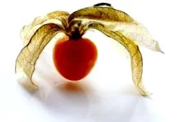 physalis
