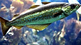 Pollachius pollachius