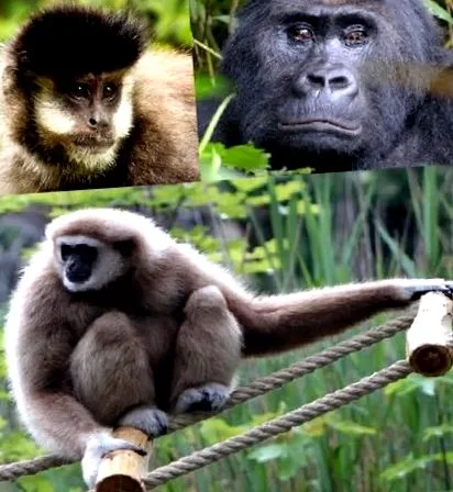 primate