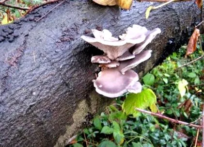 баву