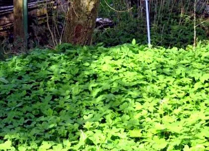 olcsó