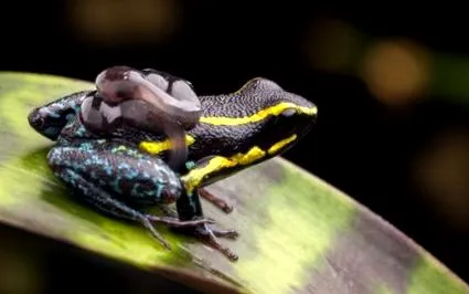 frog