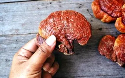 reishi cancerului