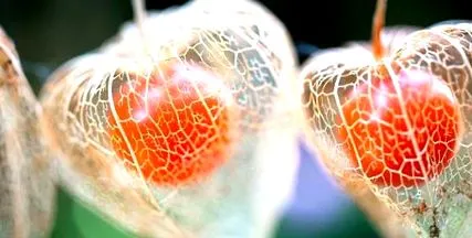 vagy physalis
