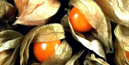 physalis egészséges
