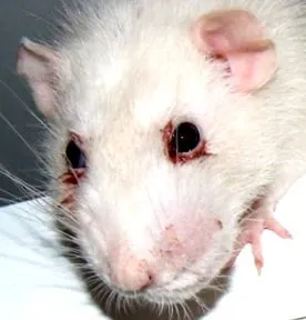 rattige-infos