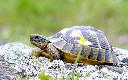 hüllő tartási körülmények