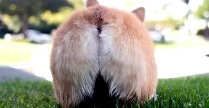 rectal rectal