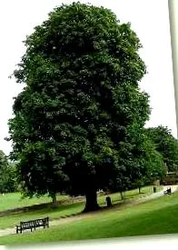 konský