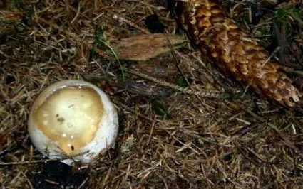 identificarea