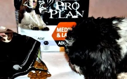 purina