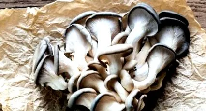 dieta