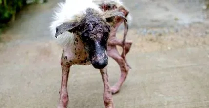 tipuri tipuri