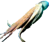 tintahalak