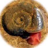 kagylók