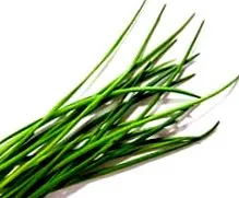 tulpini