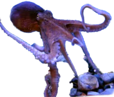kagylók