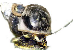 kagylók