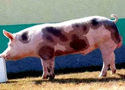 poľnohospodárstvo