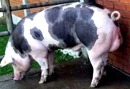 poľnohospodárstvo