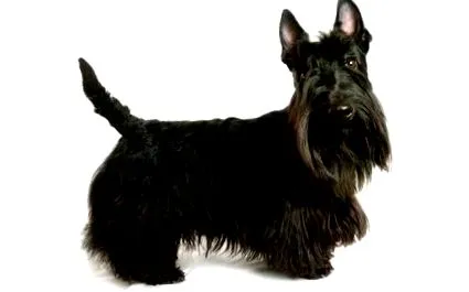 câine