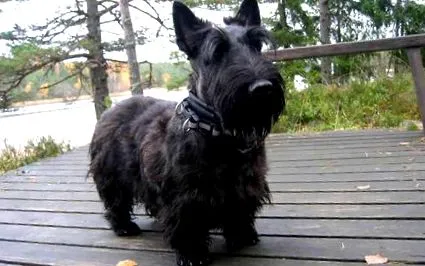 terrier