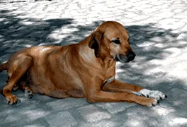 kölyökkutyája
