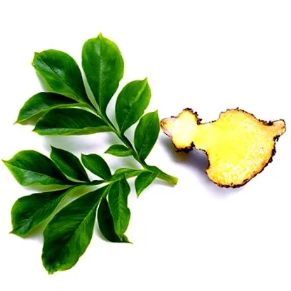 slendier konjac