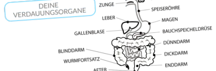 scapă