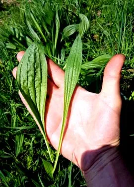 ribwort