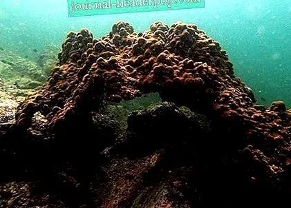 прекумерниот