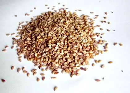 vărsător