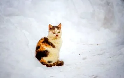 kóbor segíteni
