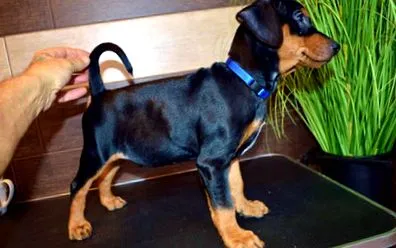 dt-pinscher-burgwildensteins